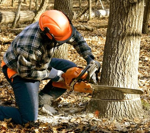 Tree Removal in Eola, TX